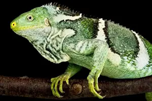 Iguana Prints: The Fiji Crested Iguana (Brachylophus vitiensis) is a critically endangered lizard species from the Fiji islands