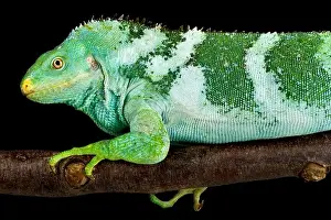 Diurnal Prints: The Fiji Crested Iguana (Brachylophus vitiensis) is a critically endangered lizard species from the Fiji islands