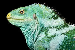 Diurnal Prints: The Fiji Crested Iguana (Brachylophus vitiensis) is a critically endangered lizard species from the Fiji islands
