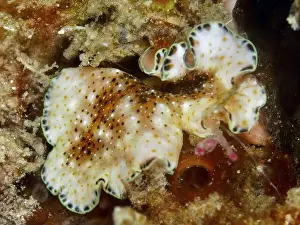 Cnidaria Prints: Filigree, orange and white spotted flatworm