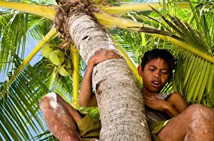 A Filipino boy climbing up a coconut tree
