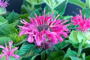 Fine art color macro of a single red pink blossom of a monarda didyma/crimson beebalm/scarlet beebalm/scarlet monarda