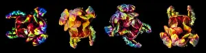 Fantastic Realism Prints: Fine art colorful macro flower portrait fantasy of four isolated parrot tulips
