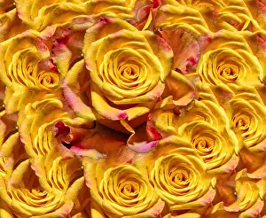 Coverlet Prints: Fine art floral color background rose pattern of an open yellow orange
