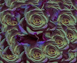 Coverlet Prints: Fine art floral color background rose pattern of an open yellow violet purple green bloom