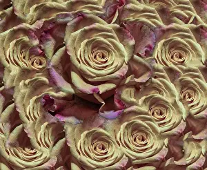 Coverlet Prints: Fine art floral color background rose pattern of an open yellow violet purple pink bloom