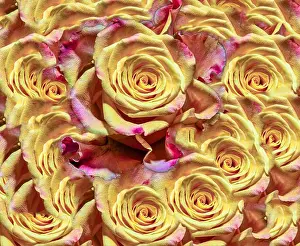 Bedding Prints: Fine art floral color background rose pattern of an open yellow violet purple pink open bloom in bright colors for