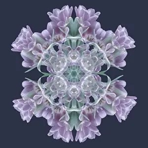 Fine art floral decorative and geometrical color pattern / mandala made from macros of violet green tulips
