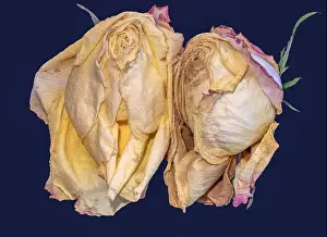 Surrealistic Prints: Fine art floral fantasy macro of an isolated old fading yellow pink rose blossom pair on blue background with detailed