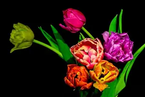 Fine art floral still life colorful flower macro of a blooming tulip bouquet of six on black background with red