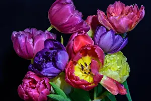 Tulpia Prints: Fine art floral still life colorful flower macro of a flowering tulip blossom bouquet / bunch on black background