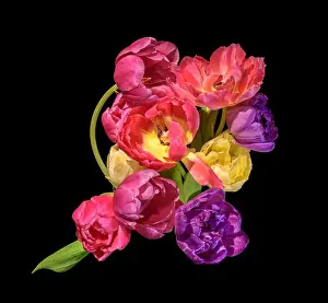 Tulpia Prints: Fine art floral still life colorful flower macro of a flowering tulip blossom bouquet / bunch on black background