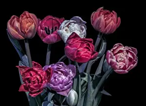 Fine art floral still life dark colorful macro of a tulip blossom bouquet