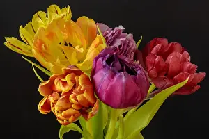 Tulpia Prints: Fine art floral still life flower macro of a flowering tulip blossom bouquet/bunch on black background in vivid natural