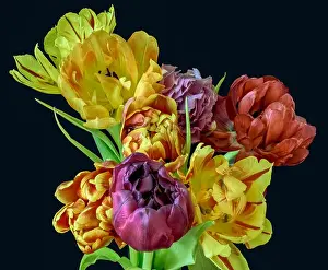 Tulpia Prints: Fine art floral still life flower macro of a flowering tulip blossom bouquet/bunch on black background in vivid natural