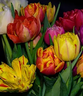 Fine art floral still life flower macro of a flowering tulip blossom bouquet/bunch on black background in vivid natural