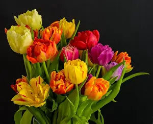 Tulpia Prints: Fine art floral still life flower macro of a flowering tulip blossom bouquet/bunch on black background in vivid natural