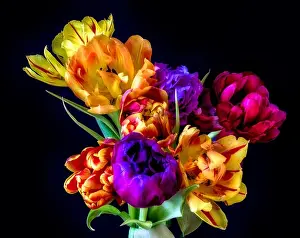Tulpia Prints: Fine art floral still life flower macro of a flowering tulip blossom bouquet/bunch on black background in vivid natural
