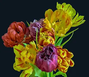 Tulpia Prints: Fine art floral still life flower macro of a flowering tulip blossom bouquet/bunch on black background in vivid natural