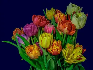 Tulpia Prints: Fine art floral still life flower macro of a flowering tulip blossom bouquet/bunch on blue background in vivid natural