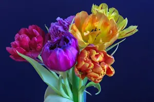 Tulpia Prints: Fine art floral still life flower macro of a flowering tulip blossom bouquet/bunch on blue background in vivid natural