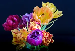 Tulpia Prints: Fine art floral still life flower macro of a flowering tulip blossom bouquet/bunch on blurred
