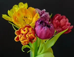 Tulpia Prints: Fine art floral still life flower macro of a flowering tulip blossom bouquet/bunch on blurred