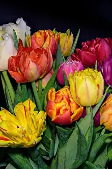 Tulpia Prints: Fine art floral still life flower macro of a flowering tulip blossom bouquet/bunch in vivid natural colors