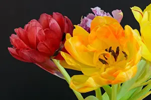 Tulpia Prints: Fine art floral still life flower macro of a flowering tulip blossom bouquet/bunch in vivid natural colors