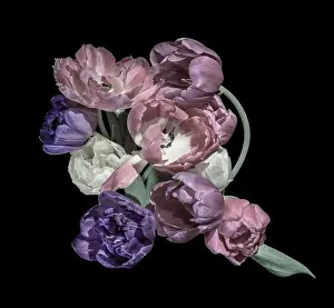 Tulpia Prints: Fine art floral still life pastel colored flower macro of a flowering tulip blossom bouquet / bunch on black background