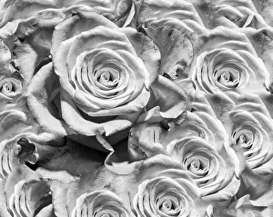Coverlet Prints: Fine art floral monochrome background rose pattern of an open bloom