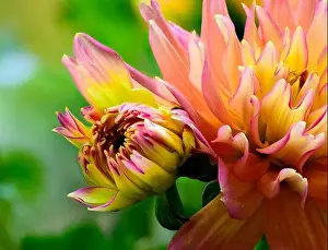 Fine art floral surrealistic pop art color outdoor macro portrait of a single isolated young yellow red pink flowering