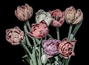 Fine art floral till life pastel color flower macro of a blooming tulip blossom bouquet on black background in vintage