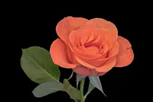 Fine art still life bright color flower macro photo of a single isolated fresh orange rose blossom with stem