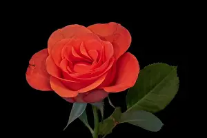 Fine art still life bright color flower macro photo of a single isolated fresh red orange rose blossom with stem