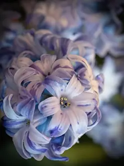 Artful Prints: Fine art still life bright color macro of a single isolated stem / umbel of violet blue hyacinth blossoms on blurry