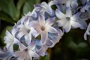 Artful Prints: Fine art still life bright color macro of a single isolated stem / umbel of violet blue hyacinth blossoms on blurry