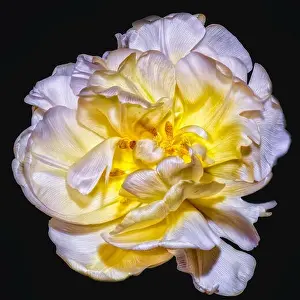 Wide Open Prints: Fine art still life bright color macrro flower portrait of a single isolated yellow white fully wide opened blooming