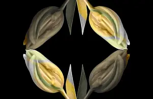 Colorized Prints: Fine art still life bright colorful abstract pattern made fof macros of a single isolated yellow green closed tulip