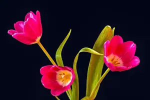 Tulpia Prints: Fine art still life bright colorful macro of a bouquet of three isolated red open tulip blossom on blue background with