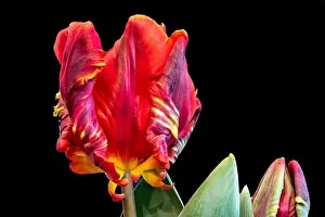 Tulpia Prints: Fine art still life bright colorful macro fantasy of a single isolated parrot tulip blossom in surrealistic / fantastic