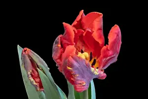 Tulpia Prints: Fine art still life bright colorful macro fantasy of a single isolated parrot tulip blossom in surrealistic / fantastic