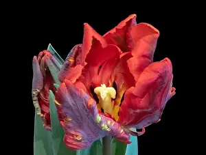 Tulpia Prints: Fine art still life bright colorful macro fantasy of a single isolated parrot tulip blossom in surrealistic / fantastic
