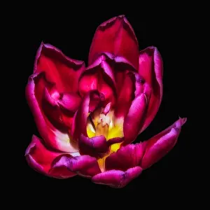 Tulpia Prints: Fine art still life bright colorful macro flower portrait of a single isolated purple glowing blooming tulip blossom