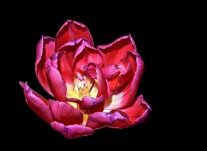 Wide Open Prints: Fine art still life bright colorful macro flower portrait of a single isolated red fully wide opened blooming tulip