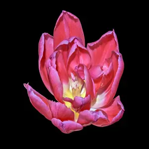 Wide Open Prints: Fine art still life bright colorful macro flower portrait of a single isolated yellow light red blooming tulip blossom