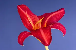 Fine art still life bright colorful macro image of a single isolated wide open red daylily blossom with stem on blue
