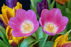 Tulpia Prints: Fine art still life bright colorful macro of a pair of pink tulip blossom in a bouquet on back background with detailed