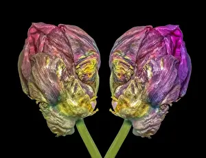 Artful Prints: Fine art still life bright colorful macro of a pair of tulip blossoms resembling heads of aliens talking seriously