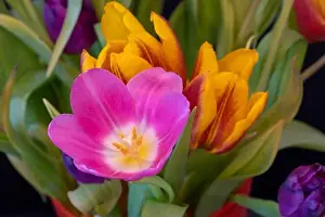 Tulpia Prints: Fine art still life bright colorful macro of a pink tulip blossom in a bouquet on back background with detailed texture